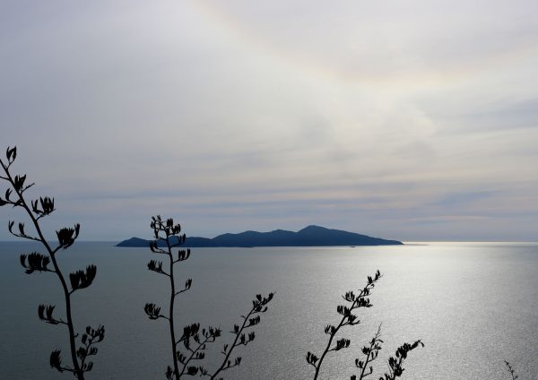 kapiti island with flax bushes silhouette in front
