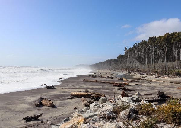 beach with trees and waves