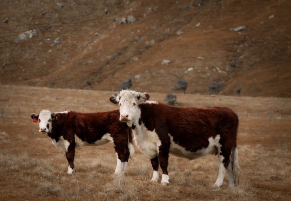 two cows standing in a field