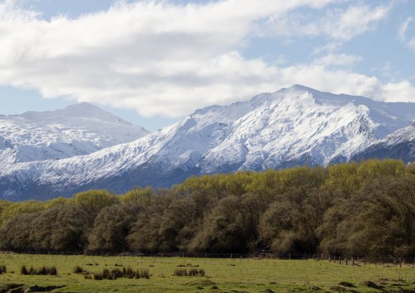 snow capped mountains and a line of bushy trees with a meadow of grass
