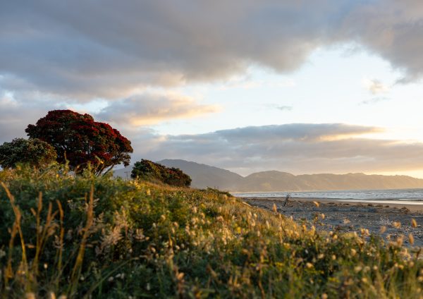 golden hour, beach, sand, pohutukawa trees with red flowers.