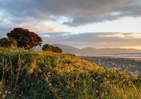 Summer on the Kapiti Coast